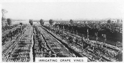 Bewässerung von Weinreben, Australien, 1928 von Unbekannt