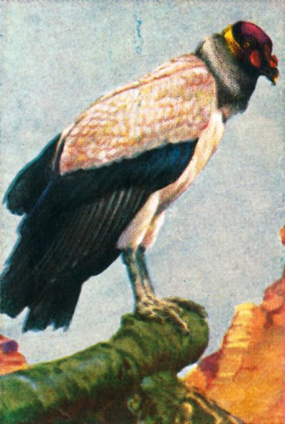 Königsgeier, ca. 1928 von Unbekannt