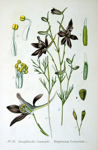Rittersporn, 1893 von Unbekannt