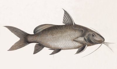 Der Pimelode Scheilan (Nahaufnahme) von Unbekannt