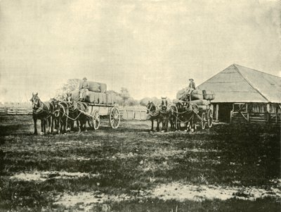 Wolle verladen, Warrawooh Station, Wimmera, 1901 von Unbekannt