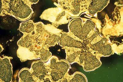 Metalle, Nicht-Eisenhaltig, LM Titandioxid-Perlen von Unbekannt