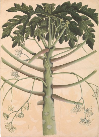 Männlicher Papayabaum, ca. 1790-1800 von Unbekannt
