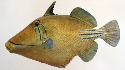 Modell eines Lagunen-Drückerfisches, 2000 von Unbekannt