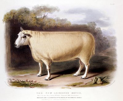 New Leicester Dishley-Widder, 1842 von Unbekannt