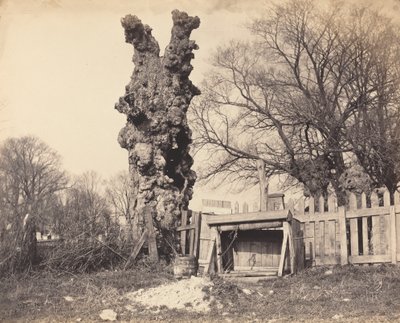 Alter Baum in der Nähe von Chatham von Unbekannt