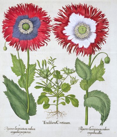 Ziermohn, 1613 von Unbekannt