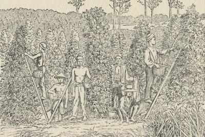 Pfefferplantage, 1924 von Unbekannt