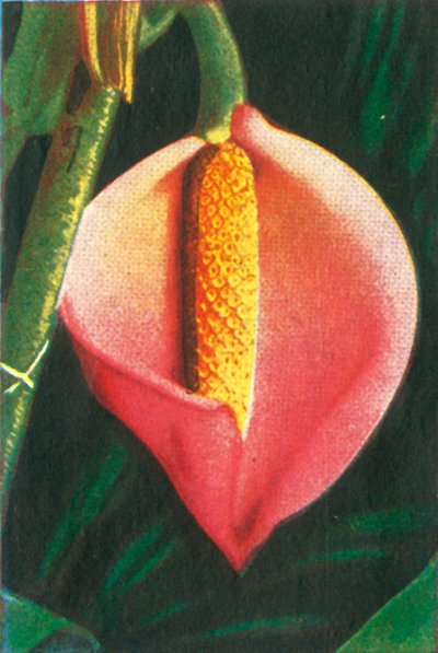 Philodendron von Unbekannt