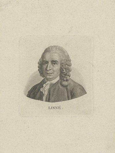 Porträt von Carl Linnaeus von Unbekannt