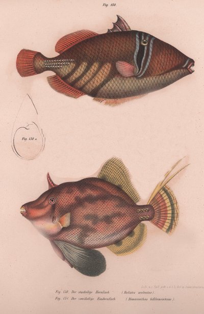 Stachelige Hornfisch Batistes aculeatus, Monacanthus bifilamentosus, um 1850er von Unbekannt