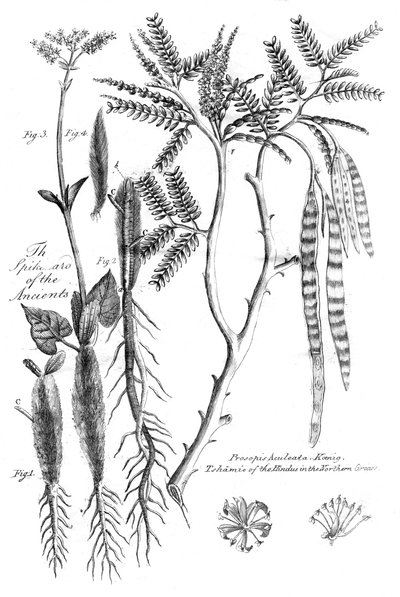 Prosopis Aculeata, 1799 von Unbekannt