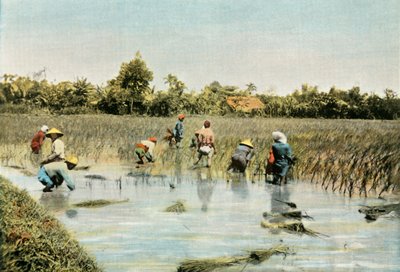 Recolte Du Riz, Reisernte, 1900 von Unbekannt