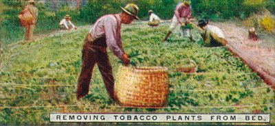Tabakpflanzen aus dem Beet entfernen, 1926 von Unbekannt