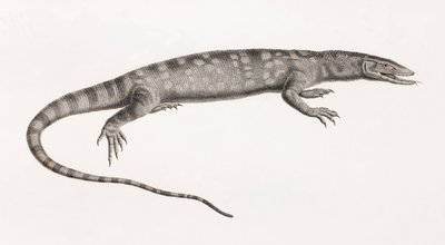 Reptilien: Ouaran von Forskal von Unbekannt