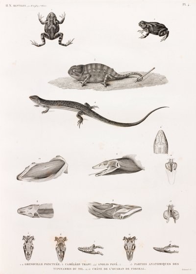 Reptilien: Serie von Illustrationen von Reptilien von Unbekannt