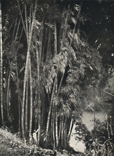 Riesenbambus Dendrocalamus giganteus in Peradeniya bei Kandy, 1926 von Unbekannt
