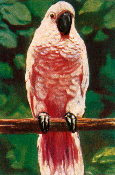 Rosa Haubenkakadu von Unbekannt