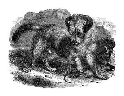 Schottischer Terrier, 1848 von Unbekannt