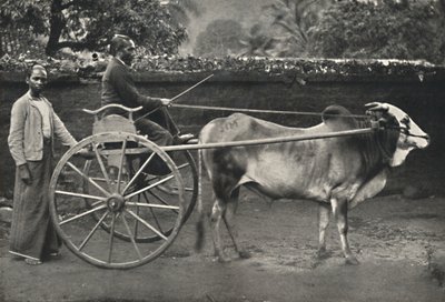 Singhalesisches Zebufuhrwerk von Unbekannt