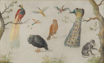 Studie von Vögeln und Affen, 1660-1670 von Unbekannt