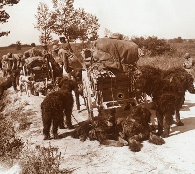 Versorgungshunde, ca. 1914-1918 von Unbekannt