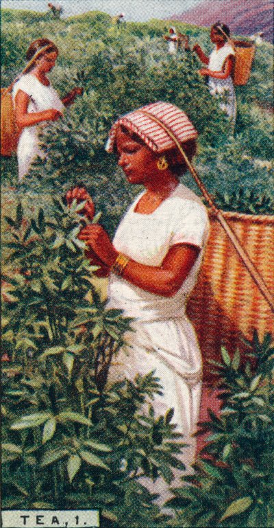 Tee, 1. - Blätter pflücken, Ceylon, 1928 von Unbekannt