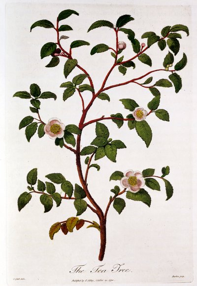 Tee: Zweig von Camellia sinensis, 1798 von Unbekannt