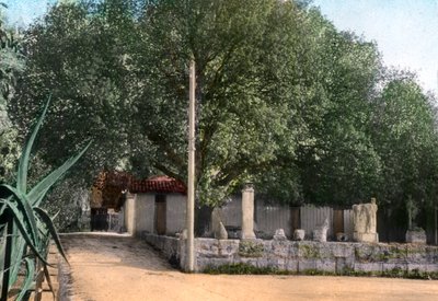 Terebinthenbaum, Hammam Meskoutine, Algerien von Unbekannt