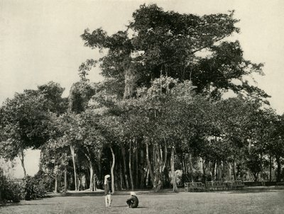 Der Banyanbaum, Barrackpore, 1870, 1925 von Unbekannt