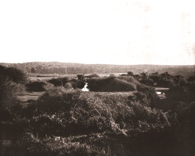 Der New Forest, Hampshire, 1894 von Unbekannt
