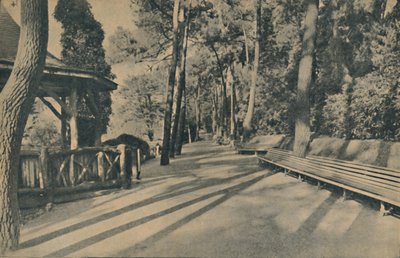 Der Kiefernweg, 1929 von Unbekannt