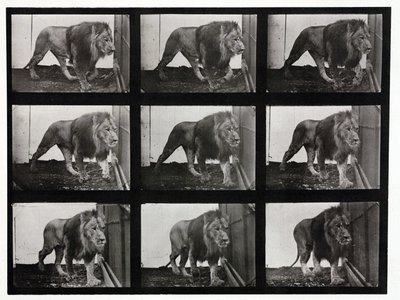 Zeitrafferfotografien eines Löwen, der in seinem Käfig umhergeht von Unbekannt