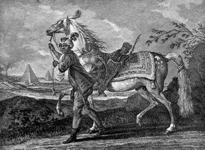 Türkisches arabisches Pferd, 1722-1938 von Unbekannt
