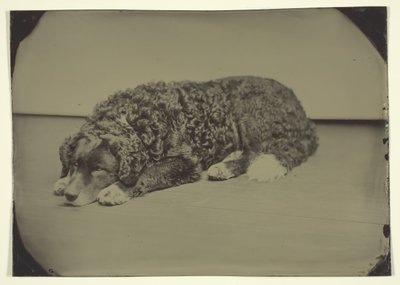 Ohne Titel Hund von Unbekannt