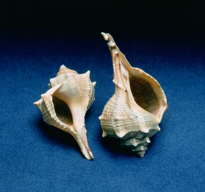Murex-Schnecke von Unbekannt Unbekannt