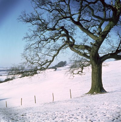 Winterlandschaft, Hockley Downs, Essex von Unbekannt Unbekannt