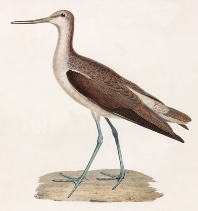 Farbillustration eines Vogels von Unbekannt