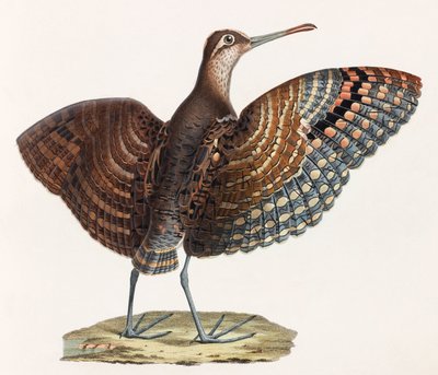 Eine Farbabbildung eines Vogels von Unbekannt