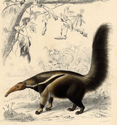 Ameisenbär (Myrmecophaga jubata) von Unbekannter Künstler