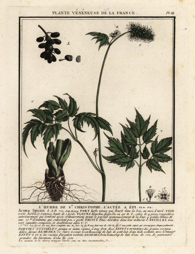 Christophskraut, Actaea spicata von Unbekannter Künstler