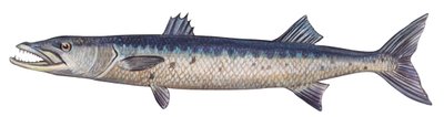 Barrakuda - Großer Barrakuda (Sphyraena barracuda) von Unbekannter Künstler