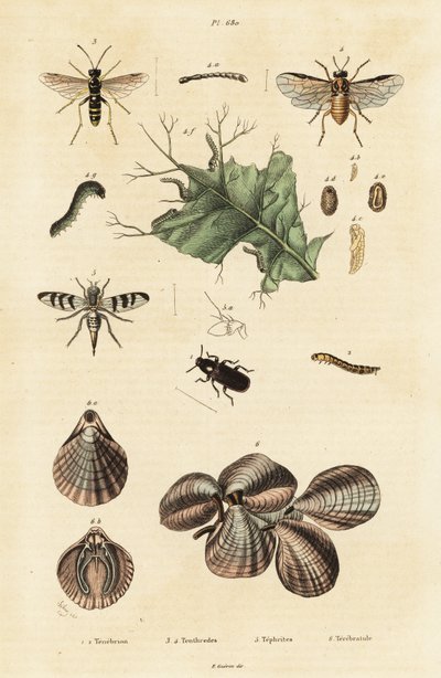 Käfer, Blattwespe und Lampenschalen von Unbekannter Künstler