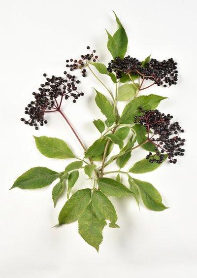 Schwarze Beeren des Europäischen Schwarzen Holunders von Benjamin Baud