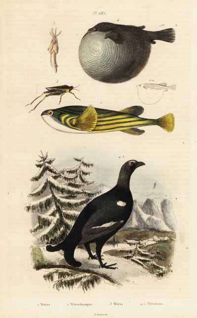 Birkhuhn, Kugelfisch und Feldheuschrecke von Unbekannter Künstler