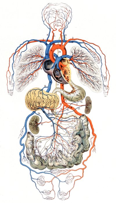 Blutkreislauf, ca. 1880 von Unbekannter Künstler