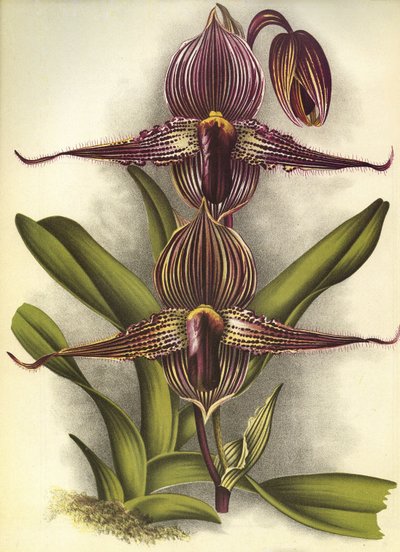 Botanische Tafel/Paphiopedilum rothschildianum/Lindenia von Unbekannt