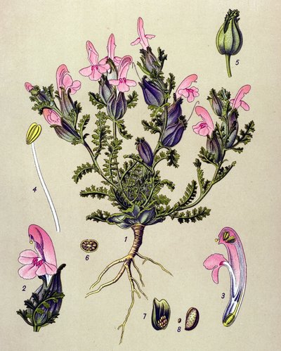 Botanische Tafel, Pflanze: Wald-Läusekraut (Pedicularis sylvatica) von Unbekannter Künstler