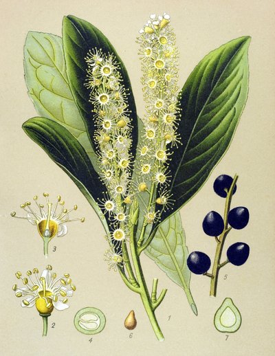 Botanische Tafel, Pflanze: Kirschlorbeer (Prunus laurocerasus) von Unbekannter Künstler