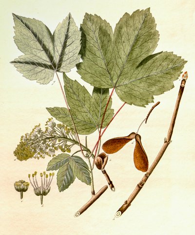 Botanische Illustration/Acer pseudoplatanus/Bergahorn von Unbekannt